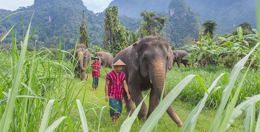 Elephant hills