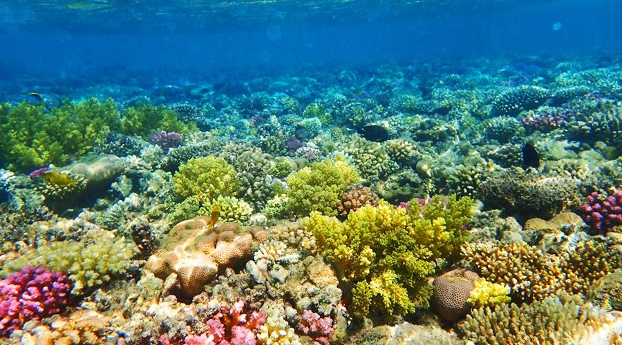 Fiji