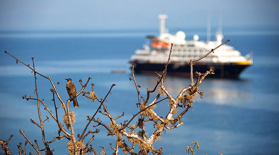 Silver Galapagos