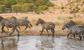 The Mara Migration Safari