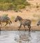 The Mara Migration Safari