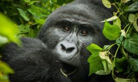 Uganda Gorilla Trek & Zanzibar Beach Adventure