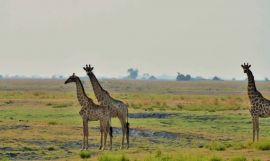 Victoria Falls & Botswana Safari with Mauritius