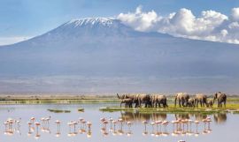 Diani Beach to the Wild Kenya Safari
