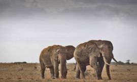 Mombasa Diani Beach & Tsavo East Safari