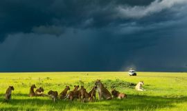 Masai Mara Fly-In Safari & Zanzibar Beach