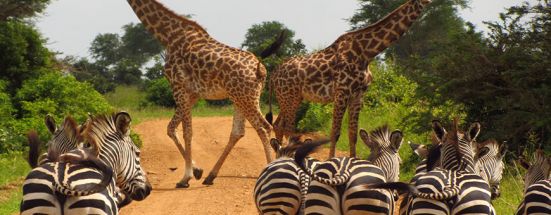 Black Friday Tours Offer £100/pp less