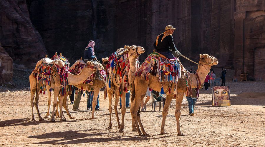 petra camels