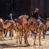 petra camels