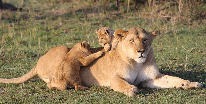 safari