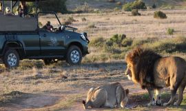 Cape Town, Wildlife, Wine and Garden Route Group Tour