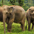Elephant hills