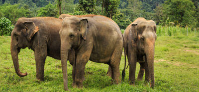 Elephant hills