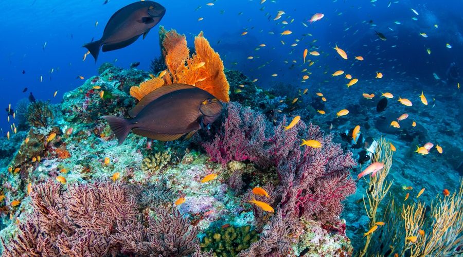 Maldives