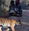 Tigers & Timeless Wonders of India