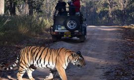 Tigers & Timeless Wonders of India