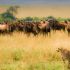 Masai Mara Safari 