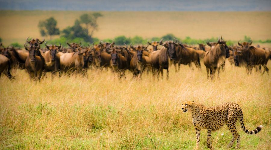 Masai Mara Safari 