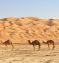 Mountain to Wadi Premium Package - Oman Tour