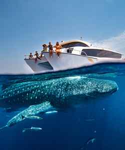 Whale Sharks of Qatar Tour